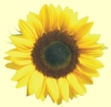 sonnenblume.jpg